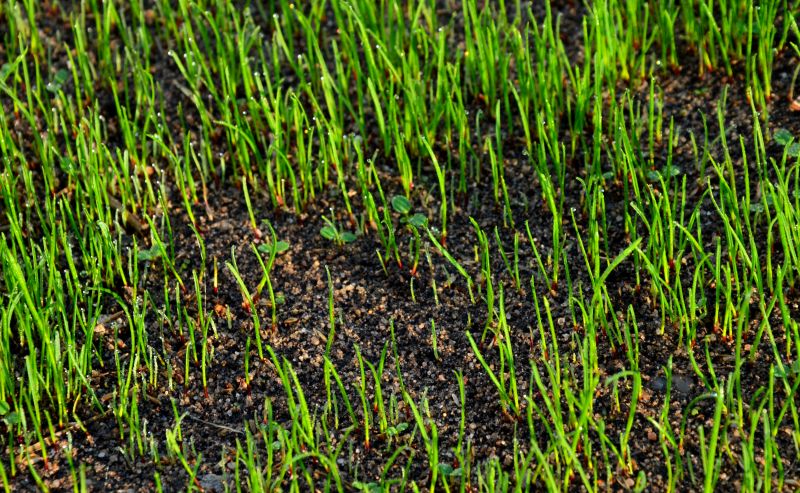 Lawn with Aeration and Overseeding