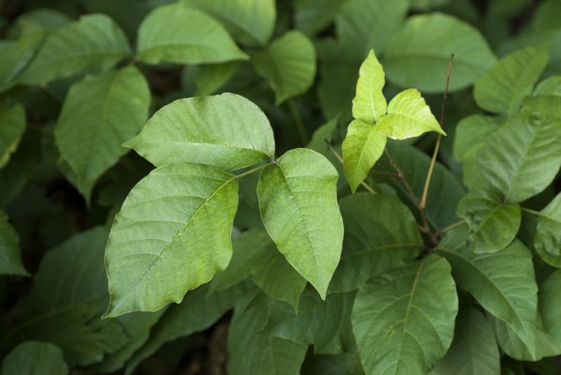 Poison Oak Removal in Lancaster, PA