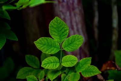 Poison Ivy Removal in Ventura County, CA